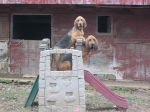 Two big dogs on a play slide outside