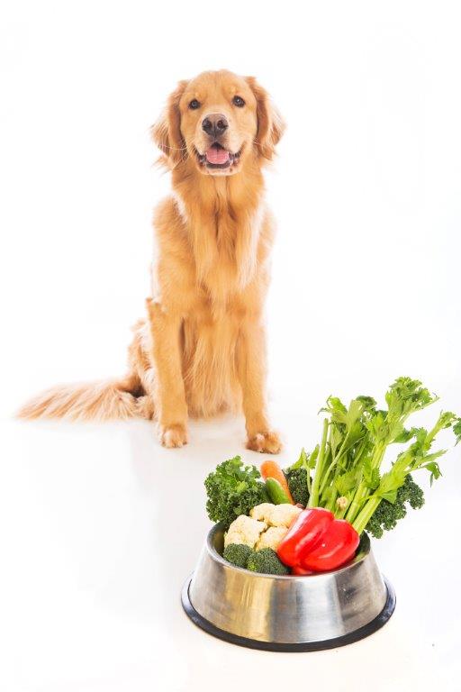 Golden retriever sitting with a bowl of fruit and veggies