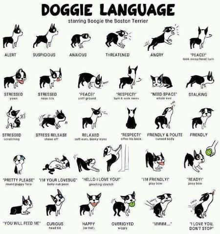 Dog Language Chart