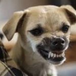 Small tan dog growling and showing teeth